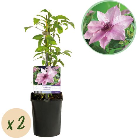 Lot de 2 Clématites Pink Fantasy Plante Grimpante à Fleurs Roses Pot 11 cm H40 cm - PANGIVO (1/4)