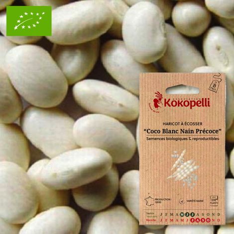 Haricot à Écosser Nain Coco Blanc Nain Précoce- Graines bio à semer