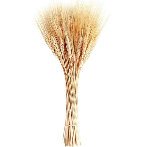 Blé doré séché décoratif, tiges de blé séchées naturelles pour embellir votre maison et l'ambiance de votre mariage, 100 tiges par botte, conserve son état d'origine (1/4)