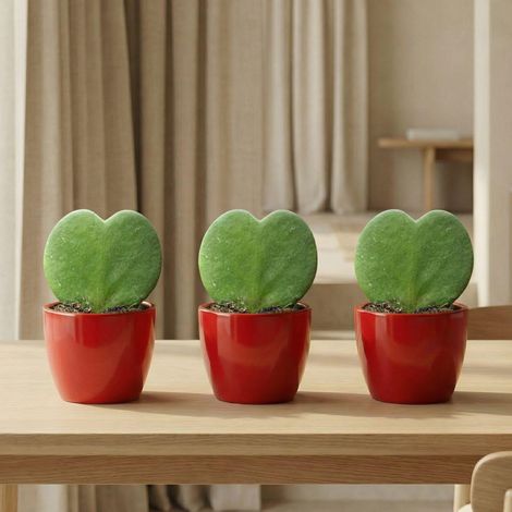 Lot de 3 Plantes Cœur Hoya Kerrii Succulentes avec Pots en Céramique Rouges pour Décoration et Cadeau - PANGIVO