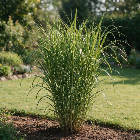 Roseau de Chine Zebrinus' - Miscanthus sinensis Zebrinus' pot 7,5L (1/4)