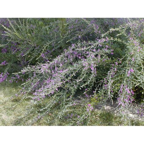 Gardenaria Lespedeza thunbergii - Arbusto ornamentale da giardino - Altezza: 40/60 cm (vaso19)