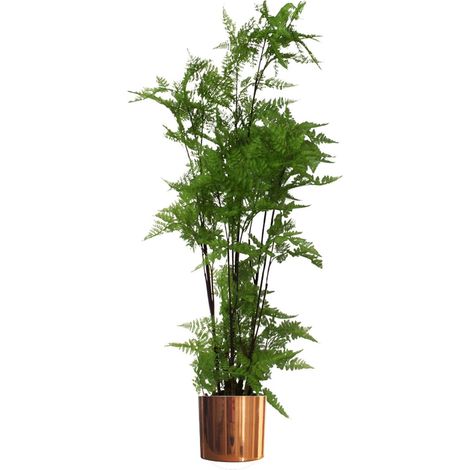 150cm Artificial Natural Moss Base Fern Foliage Plant with Copper Metal Plater