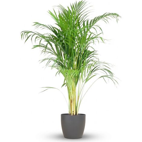 Palmier Areca Dypsis lutescens Plante d'Intérieur Dépolluante avec Pot Gris 100 cm Ø 21 cm - PANGIVO (1/4)