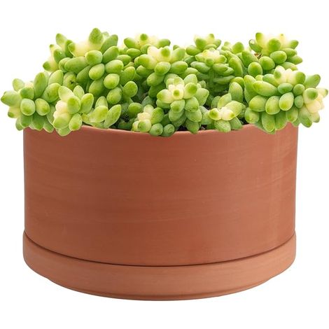 Terracotta Flower Pot Succulent Plants 15 x 9 cm (1/5)