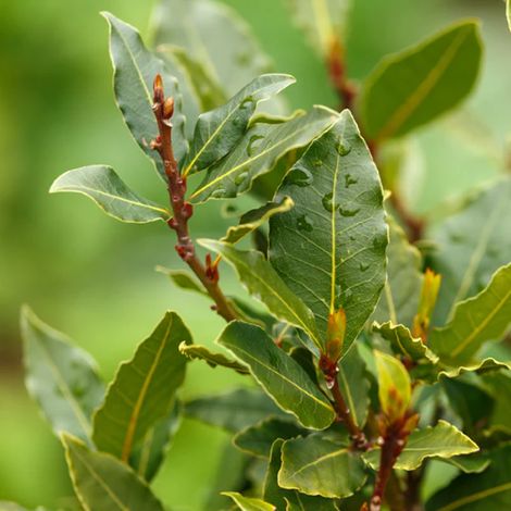 Alloro "Laurus nobilis" pianta aromatica sempreverde da siepe in vaso Ă¸19 cm h. 90/110 cm (1/5)