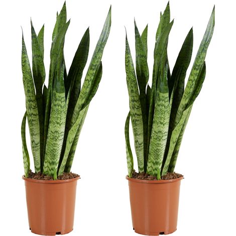 Bloomique - Lot de 2 - Sansevieria Zeylanica - Langue de belle-mère - Plantes d'intérieur - Purifiant l'air - Très facile d'entretien - Hauteur 80-100 cm - Pot 21 cm (1/5)