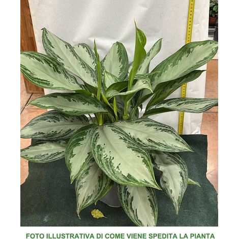 1 PIANTA DI AGLAONEMA SILVER BAY VASO 17CM PIANTA DA APPARTAMENTO PURIFICA L'ARIA (1/2)