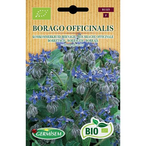 Graines Bourrache officinale BORAGO OFFICINALIS