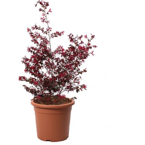 Loropetalum Chinense 'Fire Dance' - H 60-80 cm Vaso  da Coltura Ø 24 cm (1/3)