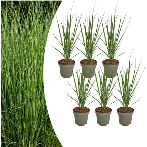 Panicum virgatum 'Northwind' Graminée Ornementale Port Érigé Bleu-Vert Lot de 6 Pot 12 cm - PANGIVO (1/5)