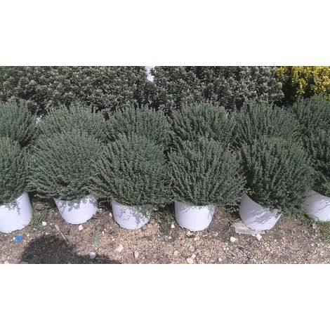 N. 2 PIANTE DI THYMUS OFFICINALIS VULGARIS vaso 18 (foto reali)