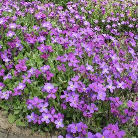4 x Aubriète - Aubrieta 'Whitewell Gem' - godet 9x9 cm (1/5)