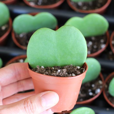 HOYA KERRII FIORE DI CERA VASO 6CM (1/2)