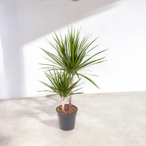 Gardenaria Dracaena fragrans marginata - Pianta da interno ornamentale - Altezza: 130/140 cm (vaso 22) (1/4)