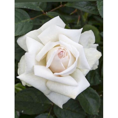 Rosier moderne 'Anggun' Racines nues (1/2)