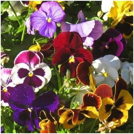 Pensée – Fleurs bicolores – 50 graines – Jardin (1/5)