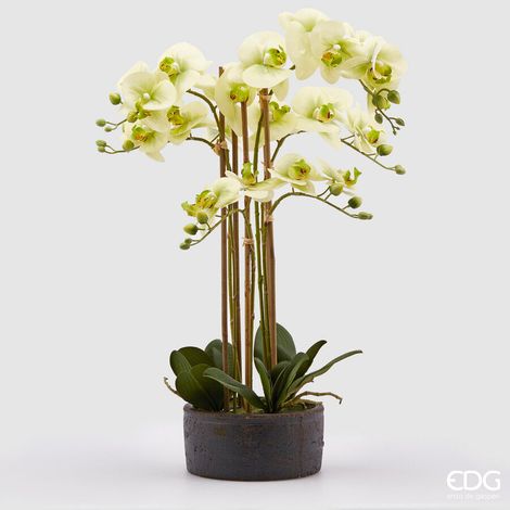 EDG Enzo De Gasperi Orchidea Phalaenopsis Real con Vaso Ramo x6 Artificiale H 72,5 Cm Light Green (1/3)