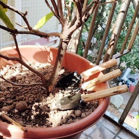 3-teiliges Gartenwerkzeug-Set: Mini-Schaufel, Rechen und Spaten mit Holzgriffen (1/4)