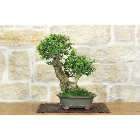 Bonsai di Olivastro (291) (1/5)
