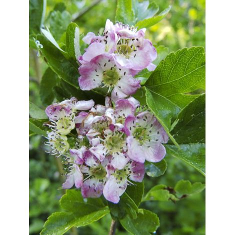 Aubépine, épine blanche 'Versicolor' Pot de 3L/4L