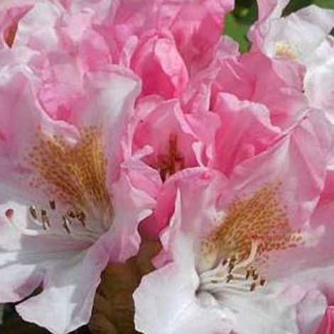 Rhododendron 'Bashful' - 60-80 cm pot