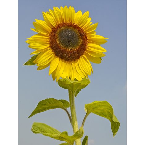 Soleil, Tournesol 'Uniflorus Giganteus' le sachet de 40 graines (3g)