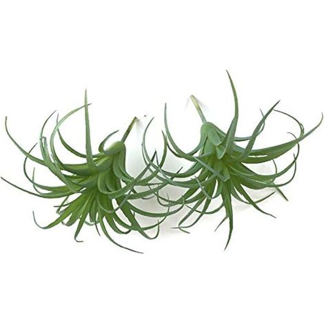 Lot de 2 plantes succulentes artificielles sans pot Tillandsia pour arrangements floraux artificiels pour décoration de jardin et de maison (1/5)