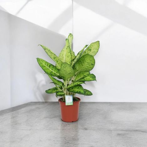 Gardenaria Dieffenbachia 'White Amazon' - Pianta da interno ornamentale - Altezza: 80 cm (vaso 24) (1/5)