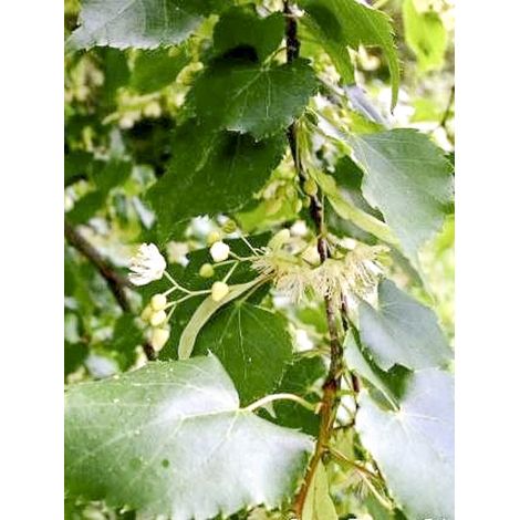 Tilleul à petites feuilles 'Greenspire' Pot de 7,5L/10L, Tige (1/2)