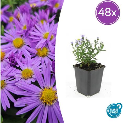 Lot de 48 Asters d'Automne Prof. Anton Kippenberg - Fleurs Violettes - Hauteur 10-25 cm - Pot Ø 9 cm - PANGIVO (1/5)