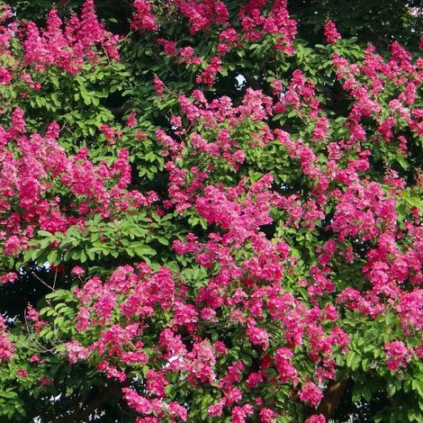 Lilas des Indes Red Imperator, Lagerstroemia/Pot de 7,5L - 60/80 cm (1/5)
