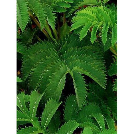 Melianthus major Pot de 2L/3L (1/2)