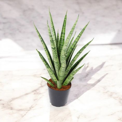 Gardenaria Sansevieria trifasciata 'Pineapple' - Pianta da interno ornamentale - Altezza: 40 cm (vaso 12) (1/4)