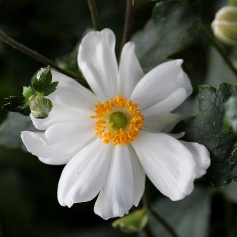 4 x Anémone du Japon  - Anemone hybrida 'Snow Angel'  - godet