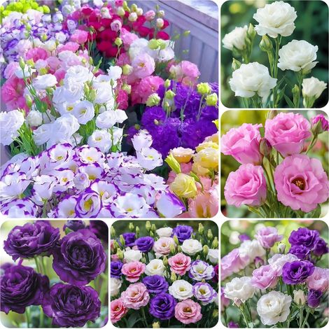 Lot of 1000 Mixed Lisianthus Seeds – Double-Flowered Ornamental Eustoma, Ideal for Garden and Pot Cultivation