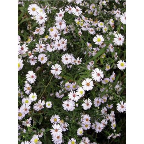 Aster ericoides Godet de 8/9 cm (1/4)