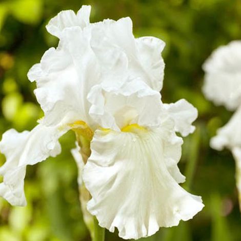 4 x Iris des jardins  - Iris germanica 'Immortality'  - godet