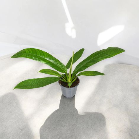 Gardenaria Philodendron 'Campii' - Pianta da interno ornamentale - Altezza: 40 cm (vaso 14) (1/5)