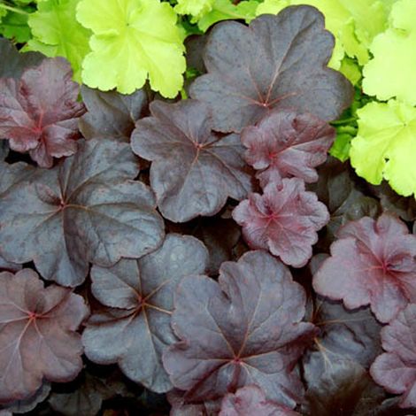 4 x Heuchère  - Heuchera 'Obsidian'  - godet 9x9 cm