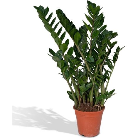 Zamioculcas Zamiifolia Palmier Émeraude Plante d’Intérieur Verte Pot 21 cm Hauteur 80 cm - PANGIVO (1/5)