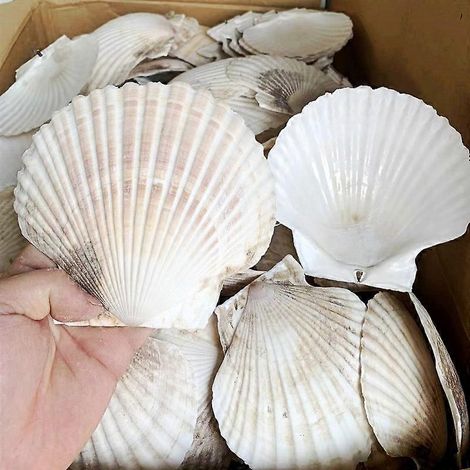 Set mit 10 natürlichen, 12 cm großen, weißen Jakobsmuscheln, ideal für Strand, Hochzeit, Heimdekoration oder kreative Hobbys. (1/3)