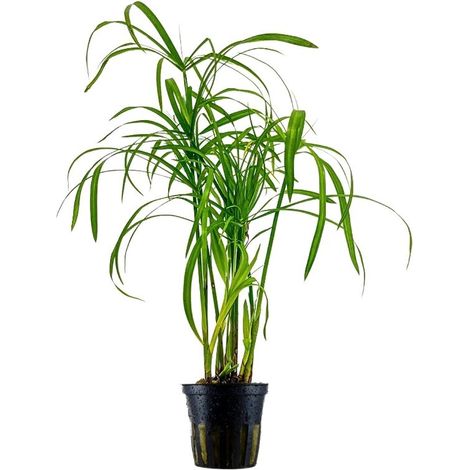 Aquarium Pflanze Cyperus alternifolius Wasserpflanzen Topf Nr.333C
