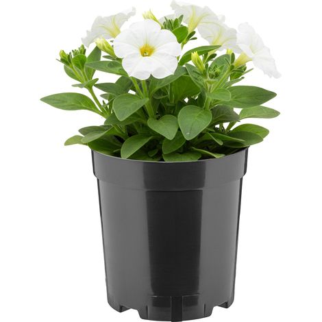Garronda Blumentopf rund hoch Kunststoff Ø14 x 15 cm (2L) mit Drainagelöchern Pflanztopf robustes PP Pflanzgefäß für Garten Gewächshaus Balkon Anzucht Innen Außenbereich Schwarz GD-0203