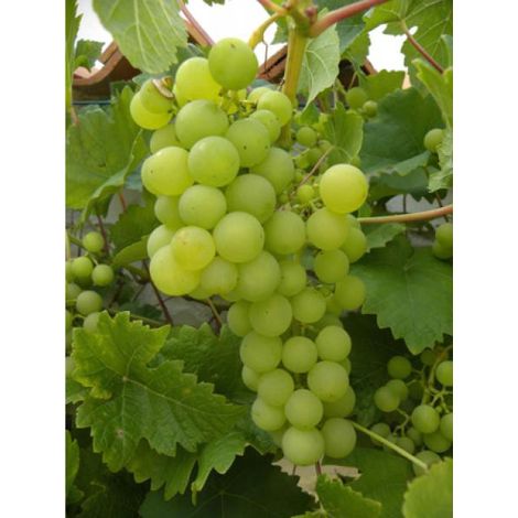Vigne 'Italia' Pot de 1,5L/2L