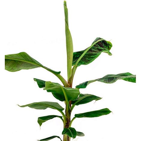 Planta Platanera Canaria. Musa Cavendish. 95 Cm