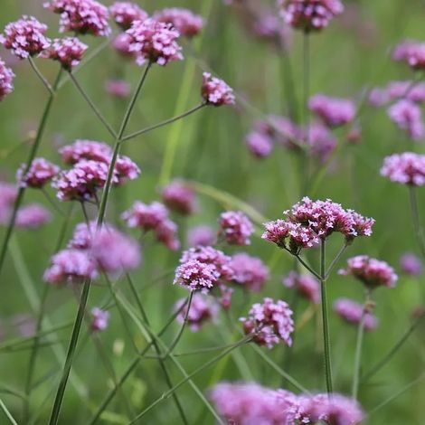 4 x Verveine de Buenos Aires 'Lollipop' 'Lollipop'® - godet 9x9