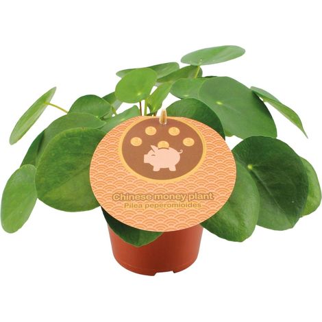 Pilea Peperomioides - Plante Chinoise de l'Argent - Décoration Intérieure - Ø12 cm - H20 cm - PANGIVO (1/4)