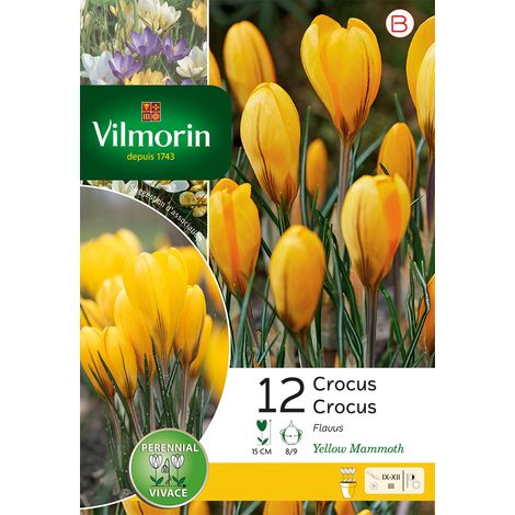 Vilmorin Crocus Yellow Mammouth (x12) (1/3)