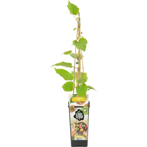 Bloomique - Actinidia Deliciosa 'Jenny' - Plante Kiwi - Plantes Fruitières - Plantes de Jardin - Rustique - Pot 14 cm - Hauteur 60-70cm